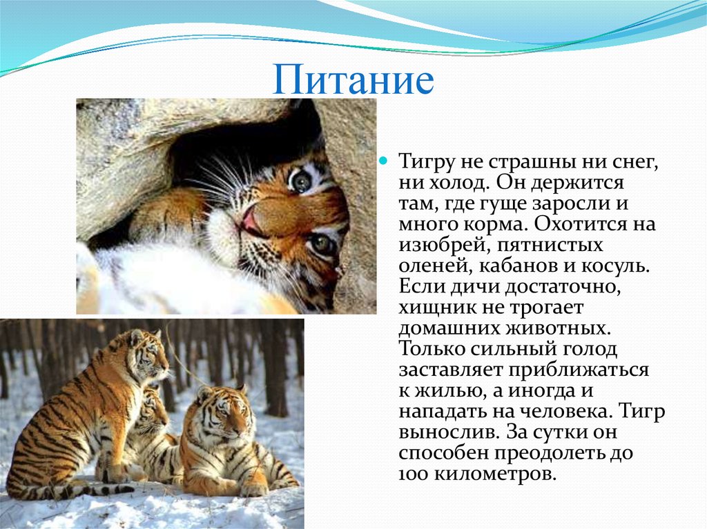 Небольшой рассказ о тигре. Сообщение о Амурском Тигре питание. Где живут тигры. Чем питается Амурский тигр. Тигр где живет и чем питается.