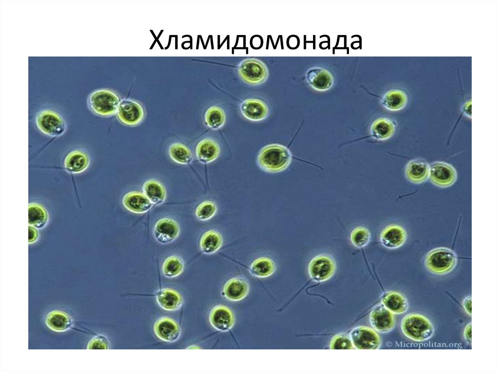 Культивирование одноклеточных водорослей. Одноклеточные растения хлорелла. Хламидомонада пигменты. Микроводоросли хламидомонада. Таксис хламидомонада.