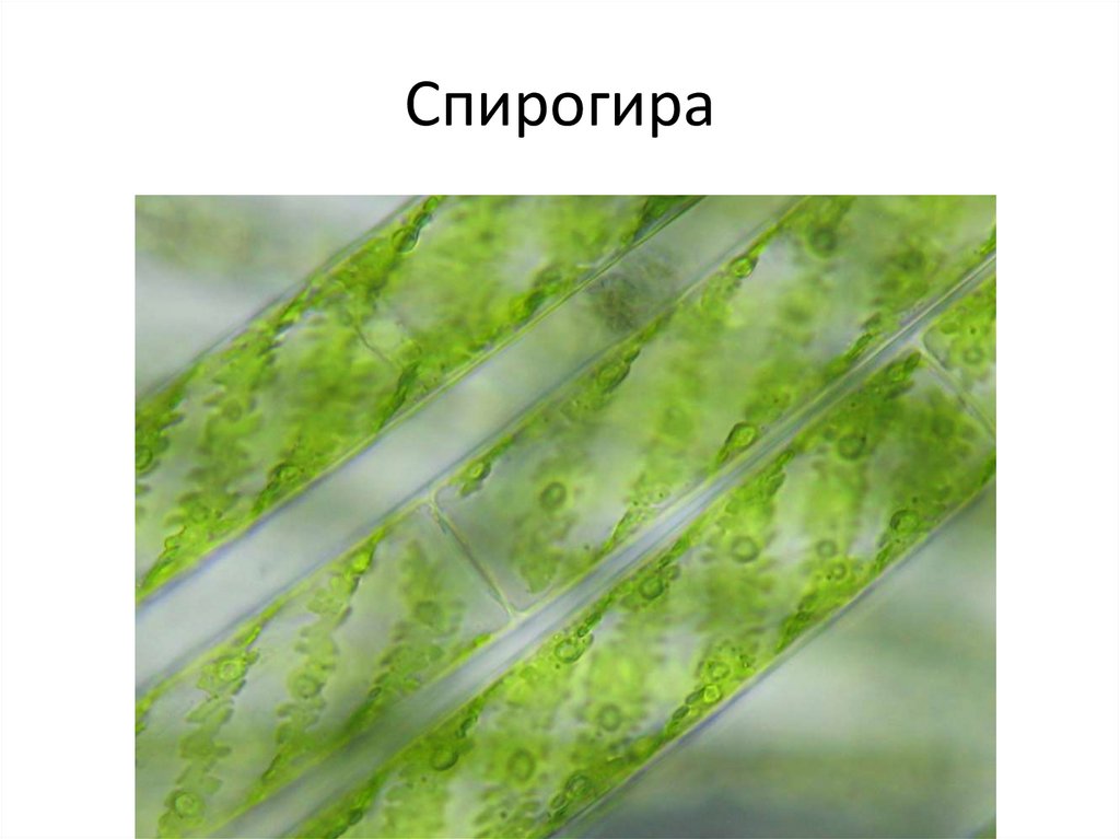 Приспособленность водорослей. Зеленые водоросли спирогира. Нитчатая водоросль спирогира. Спирогира зеленая нитчатая водоросль. Спирогира вид водорослей.
