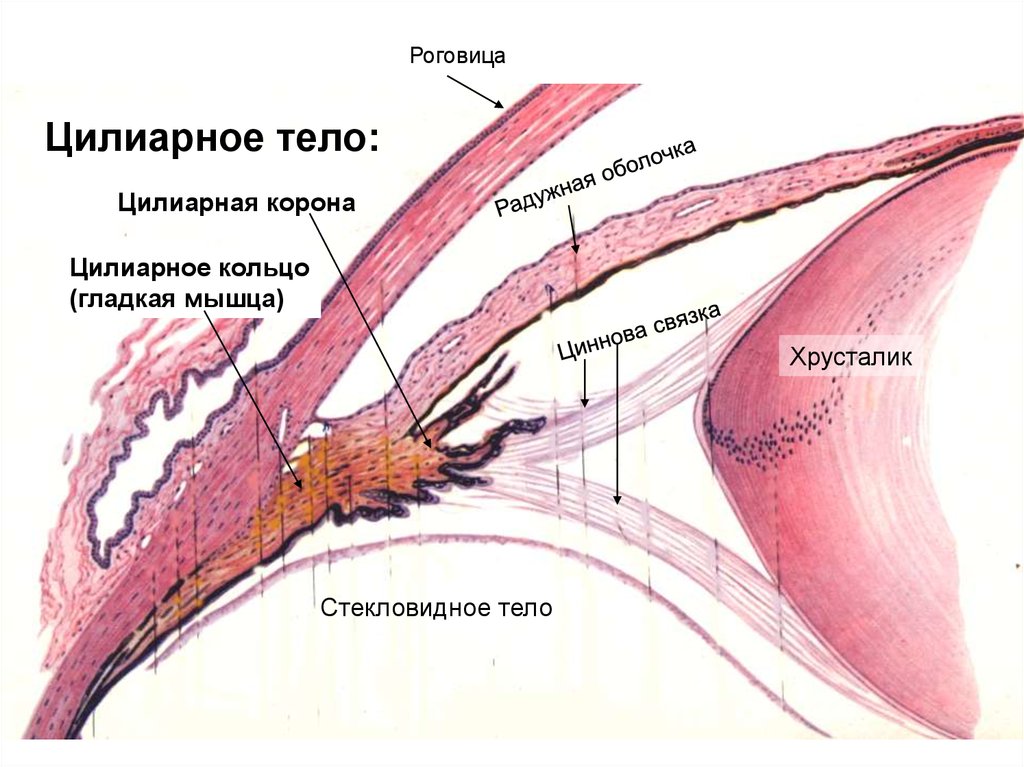 Ресничная мышца глаза функции. Строение цилиарной мышцы глаза. Сосудистая оболочка глаза ресничное тело. Строение цилиарного тела гистология. Цилиарное тело строение гистология.
