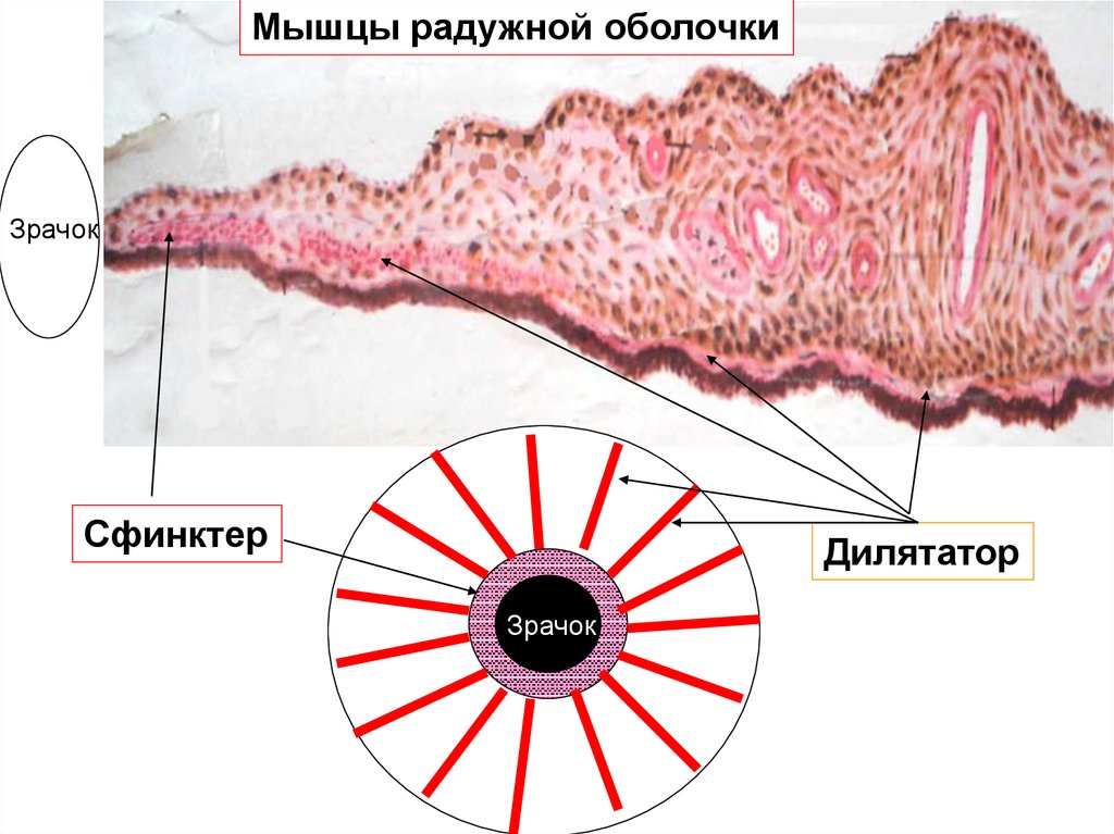 Вид мышечной ткани сужающей и расширяющей зрачок