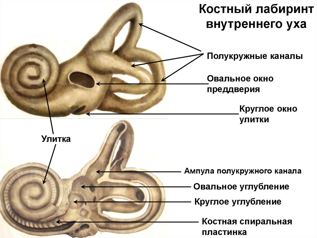 Лабиринт улитки уха. Костный Лабиринт внутреннего уха анатомия. Внутреннее ухо анатомия строение преддверие. Внутреннее ухо костный и перепончатый лабиринты. Перепончатый Лабиринт внутреннего уха латынь.