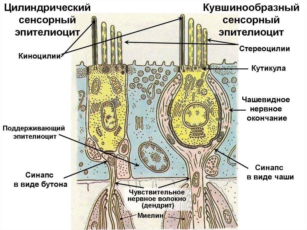 Эпителиоциты. Стереоцилия и киноцилия. Киноцилия вестибулярного аппарата. Киноцилии гистология. Стереоцилии строение.