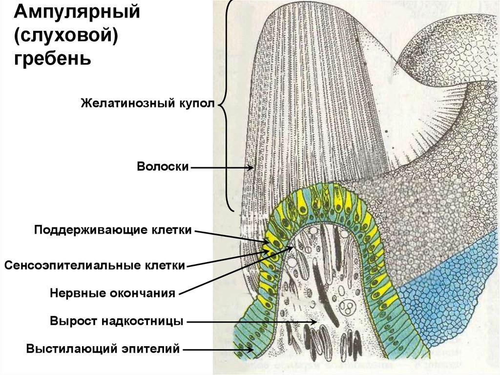 Схема строения ампулярного гребешка