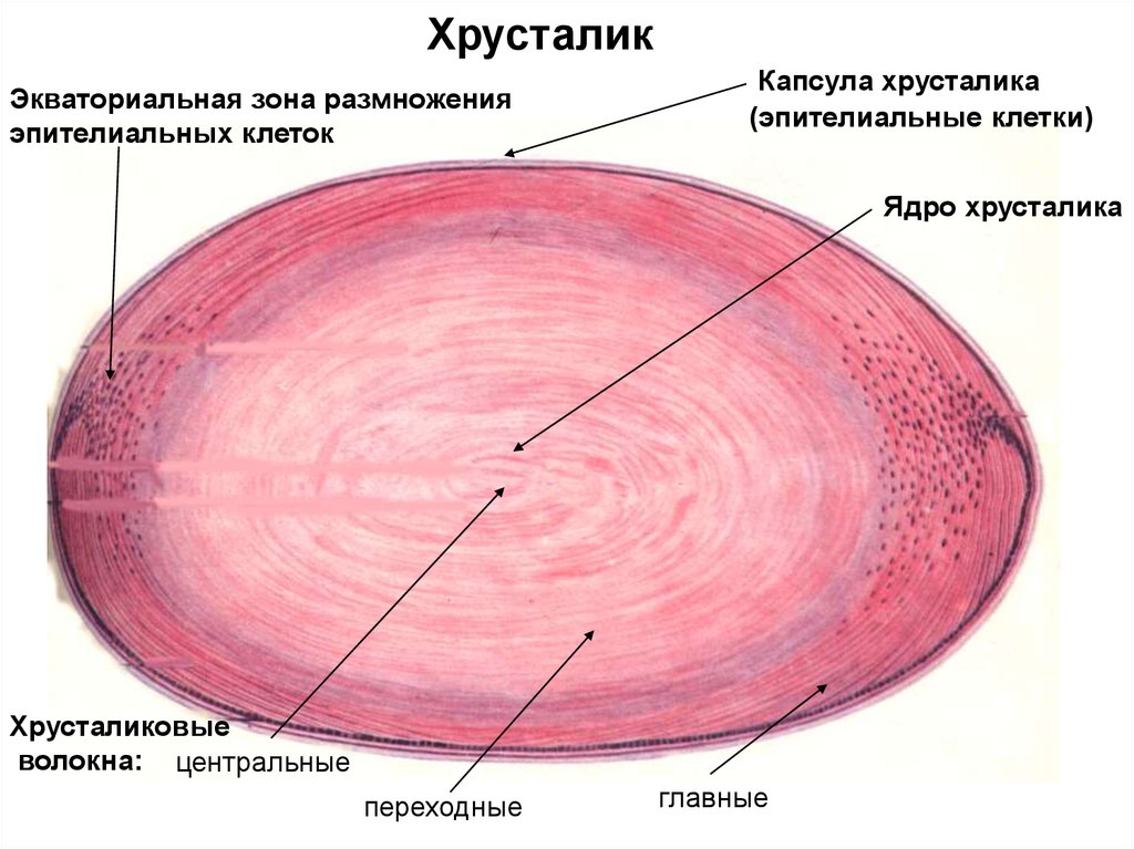 Хрусталик это. Строение хрусталика гистология. Строение хрусталика глаза анатомия. Строение хрусталика глаза гистология. Хрусталик гистология препарат.