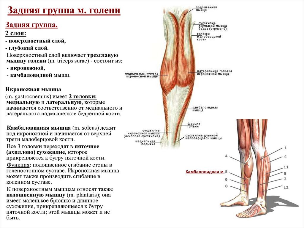 Тянет жила в ноге. Медиальная группа мышц голени анатомия. Икроножная мышца спереди. Мышцы голени сбоку.