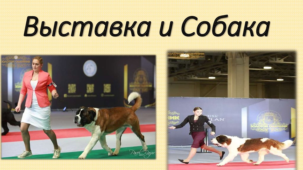 Выставка и Собака