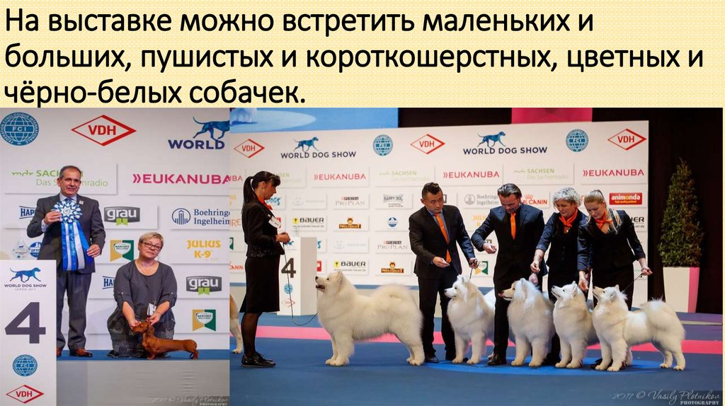 На выставке можно встретить маленьких и больших, пушистых и короткошерстных, цветных и чёрно-белых собачек.
