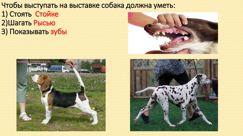Чтобы выступать на выставке собака должна уметь: 1) Стоять Стойке 2)Шагать Рысью 3) Показывать зубы