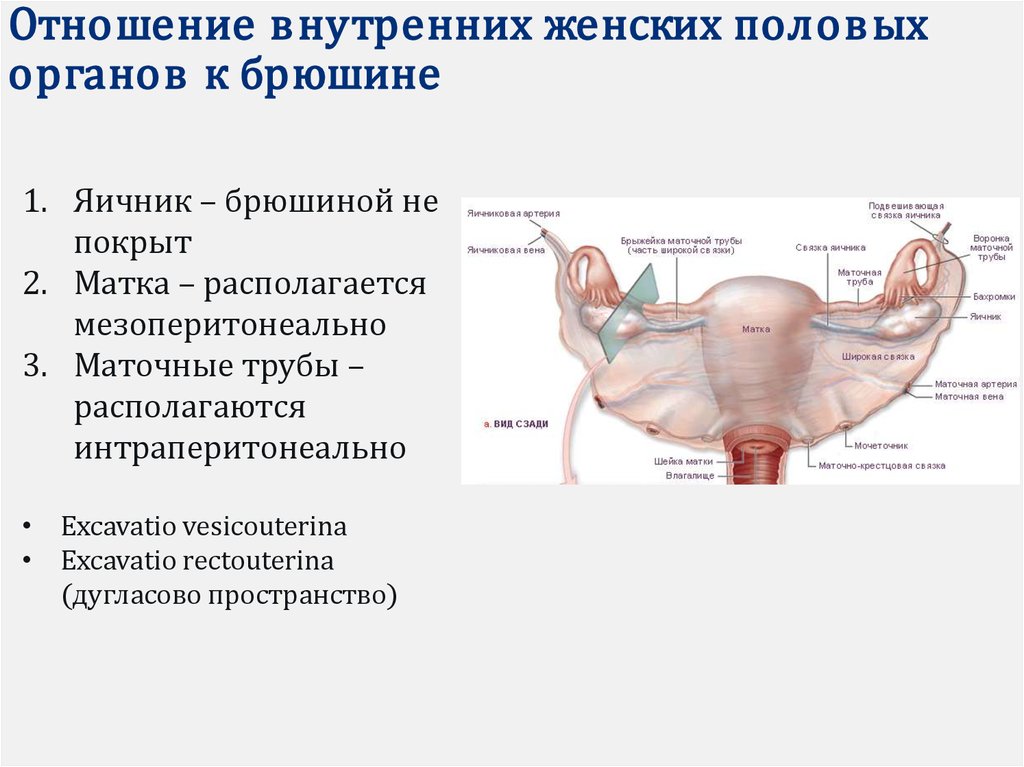 Особенности строения женских половых. Маточная труба отношение к брюшине. Маточная труба по отношению к брюшине. Маточная труба и яичник отношение к брюшине. Маточная труба по отношению к органам брюшины.