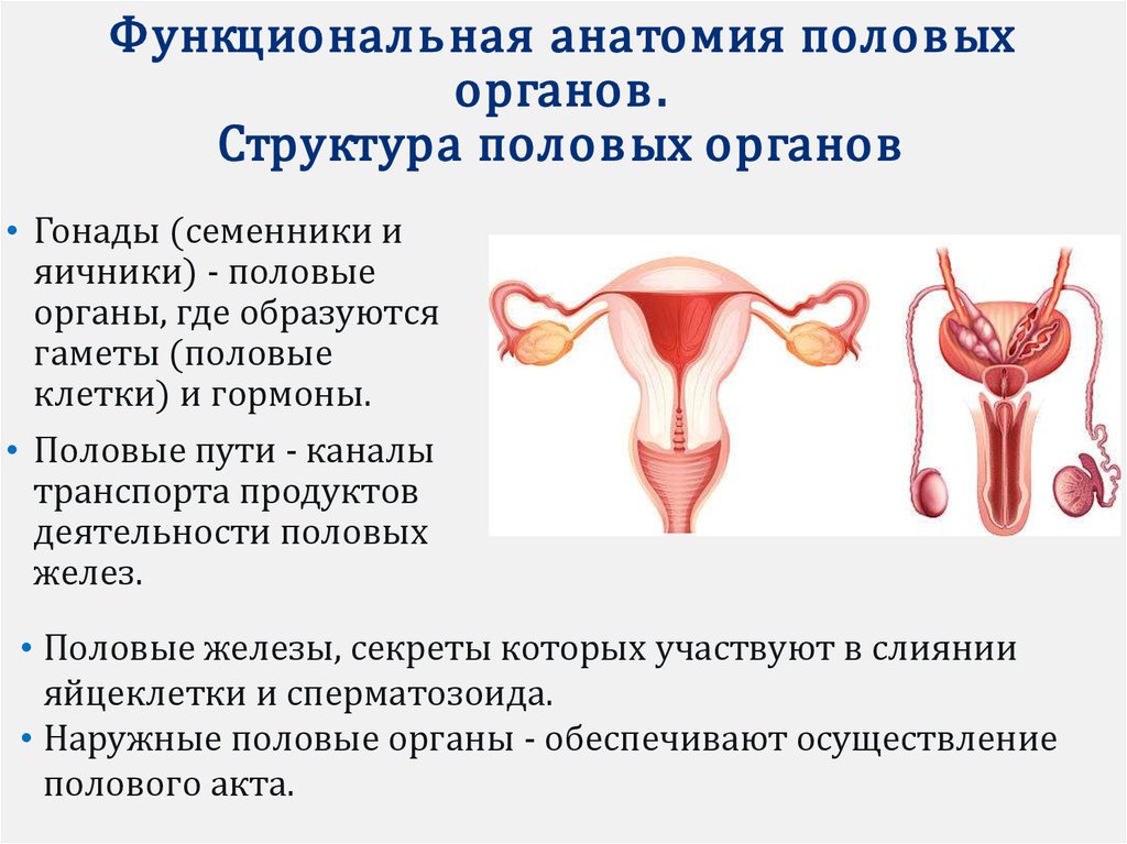 Женские и мужские половые железы. Половые железы. Женские половые железы. Половые железы яичники и семенники.