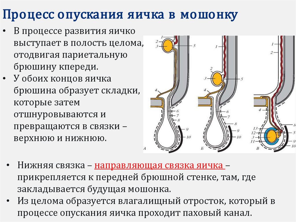 Лечение яичка. Опускание яичка. Опускание яичка в мошонку. Процесс опускания яичка.