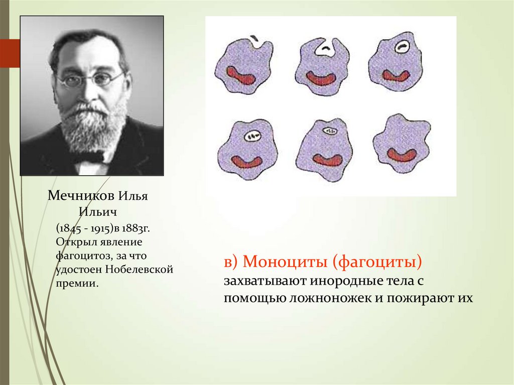 Явление фагоцитоза открыл русский ученый. Мечников фагоцитоз. Явление фагоцитоза Мечникова.