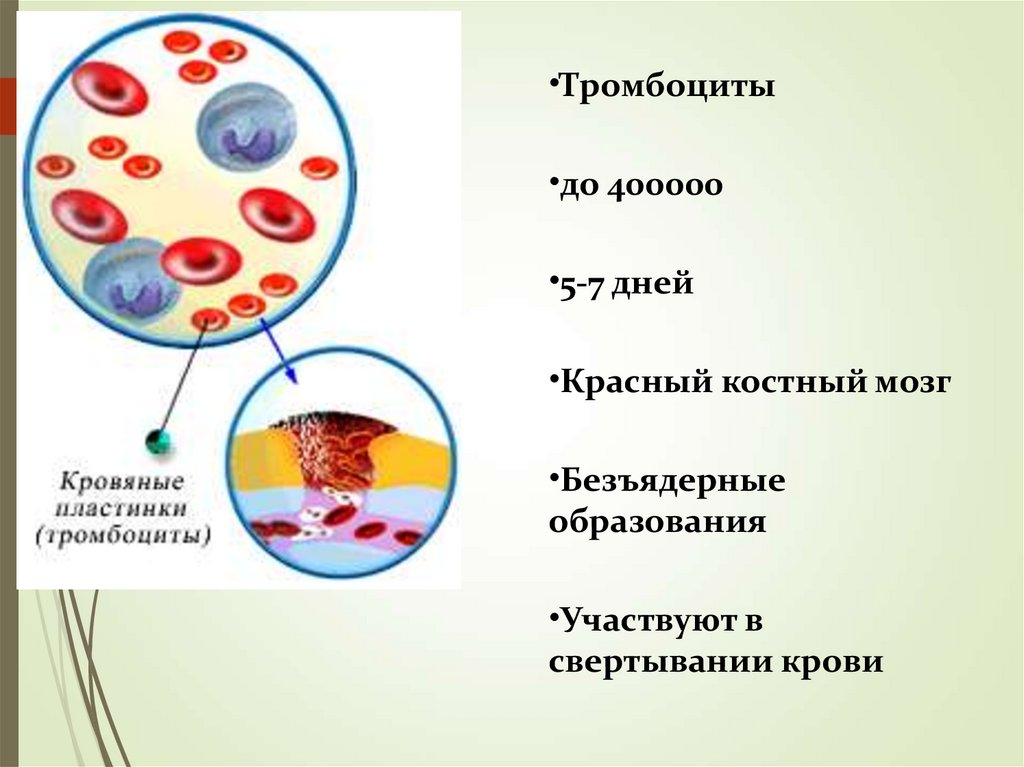 Внутренняя среда организма обладает