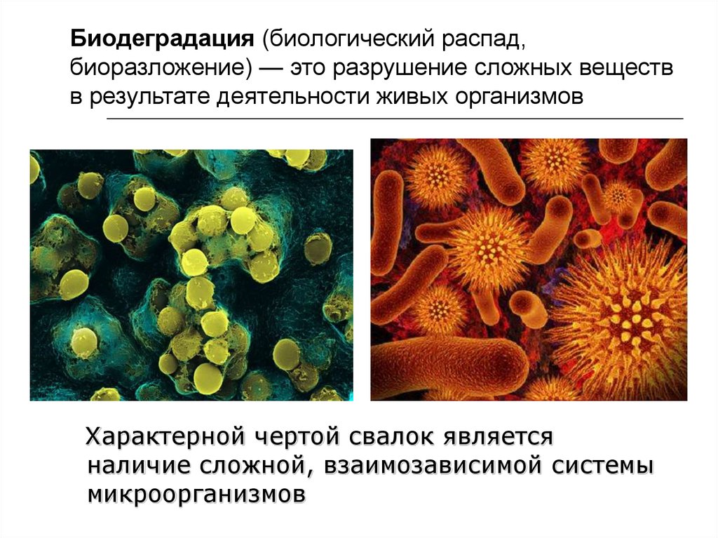 Закон биологического распада. Биодеградация. Биодеградация ксенобиотиков. Ксенобиотики это в микробиологии. Бактерии в биотехнологии.
