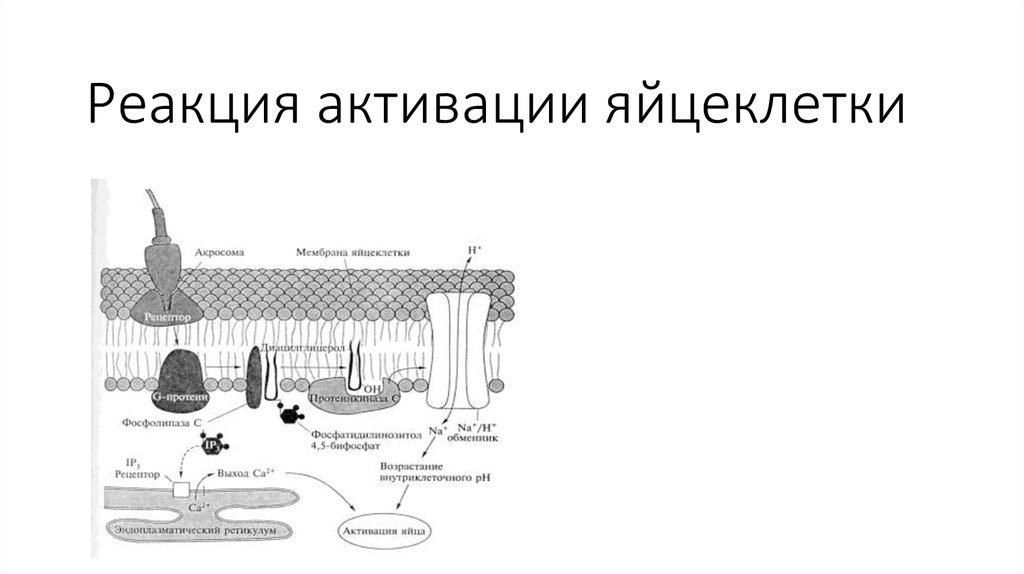 Реакция активации. Реакция активации яйцеклетки.