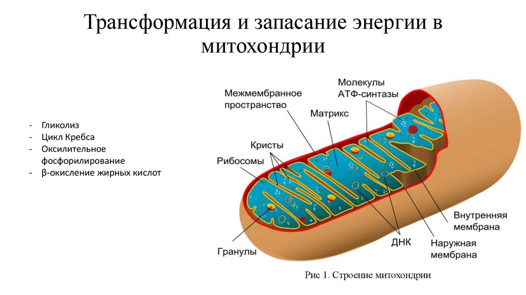 Трансформация в презентации