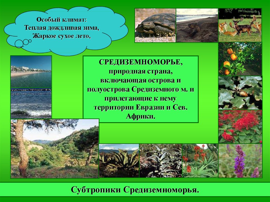 Презентация на тему природные зоны субтропических поясов 7 класс