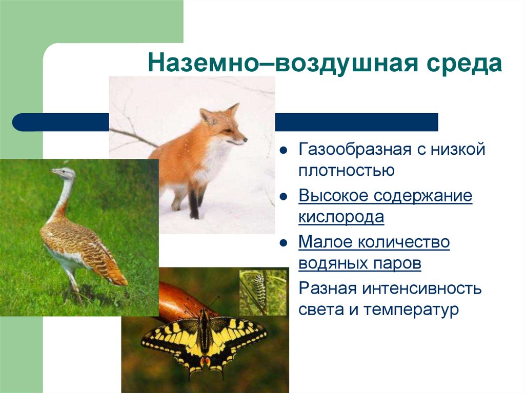 Среда обитания лисы наземно воздушная. Наземно-воздушная среда. Наземно-воздушная среда приспособления. Обитатели наземно-воздушной среды. Адаптация животных к наземно-воздушной среде.