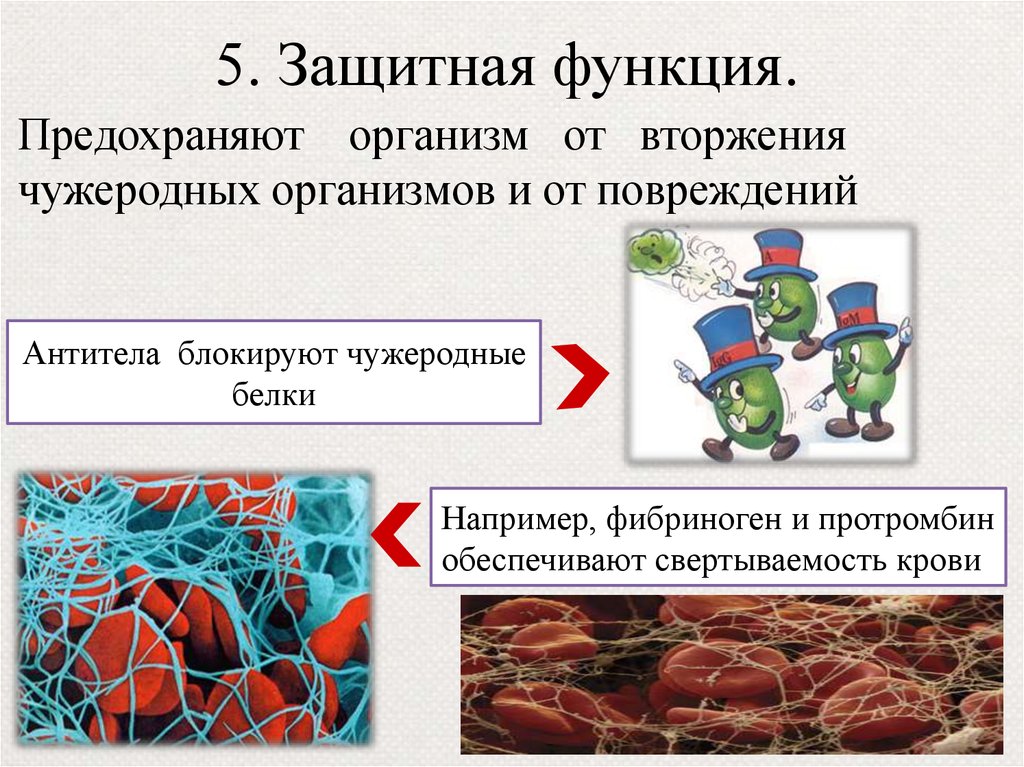 Чужеродный организм. Чужеродный белок. Защитная функция. Защитную функцию выполняют. Защитную функцию в организме человека выполняют.