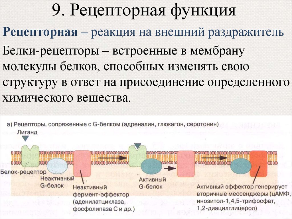 Какие белки выполняют. Рецепторная функция плазматической мембраны. Рецепторная функция мембраны. Рецепторная функция мембраны связана с. Функции белков-рецепторов клеточных мембран..