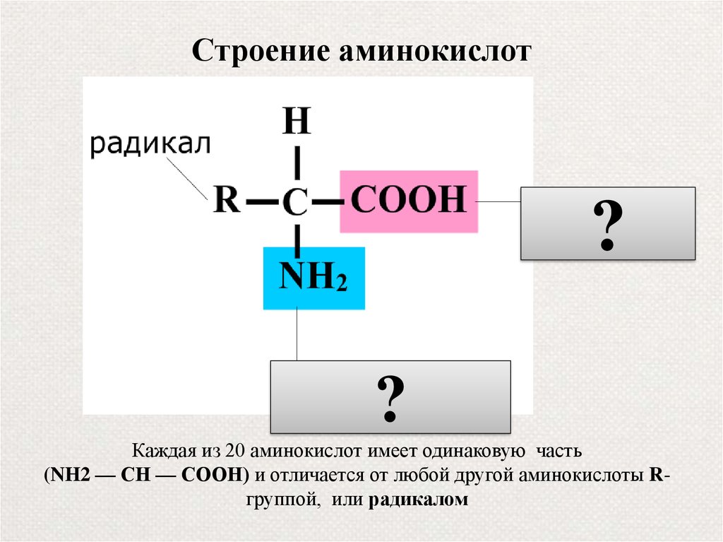 Известно аминокислот. Схема строения молекулы аминокислоты. Схематичное строение аминокислоты. Амины. Строение Аминов.. Строение молекулы аминокислоты.