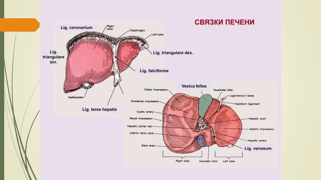 Печень анатомия презентация