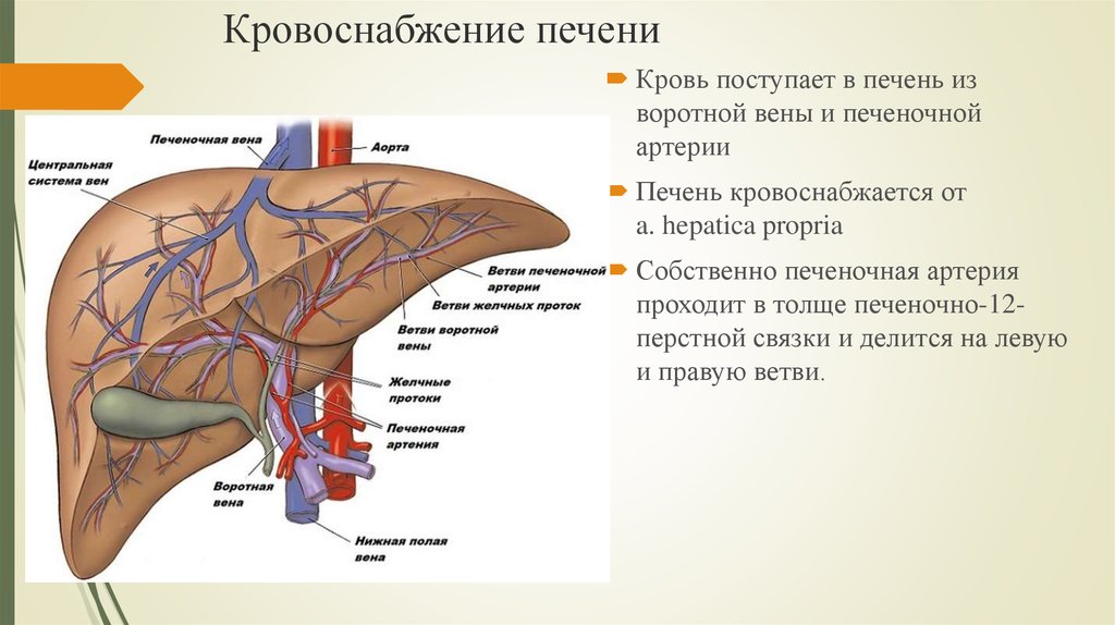Сосуды желчного пузыря. Портальная Вена анатомия печени. Кровеносная система печени схема. Воротная Вена печени анатомия. Воротная Вена печени и печеночная Вена.