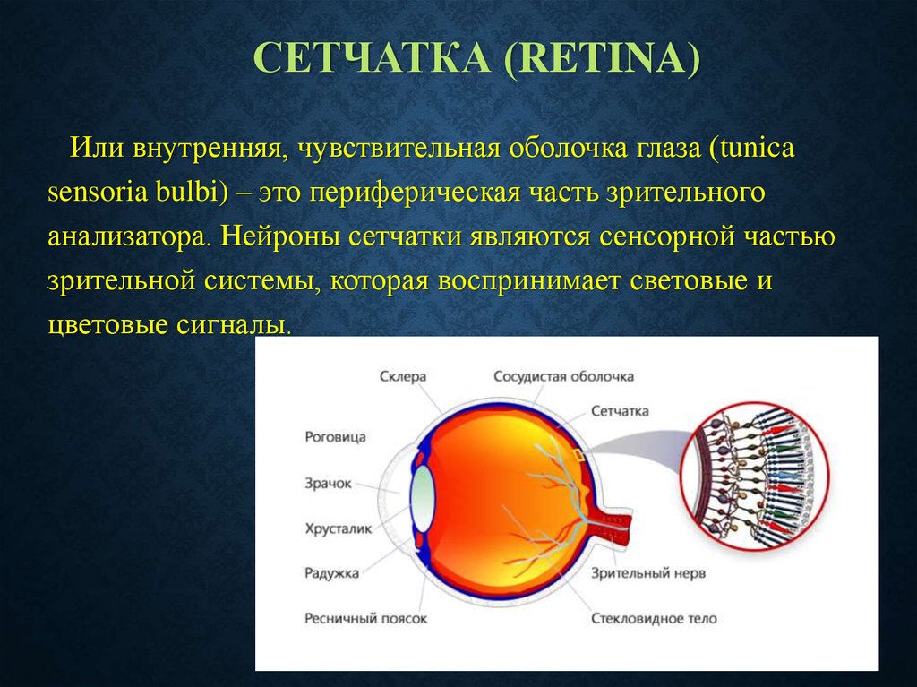 Функция сетчатки глаза человека. Сетчатка оболочка глаза. Сетчатая оболочка глаза. Внутренняя оболочка глаза сетчатка.