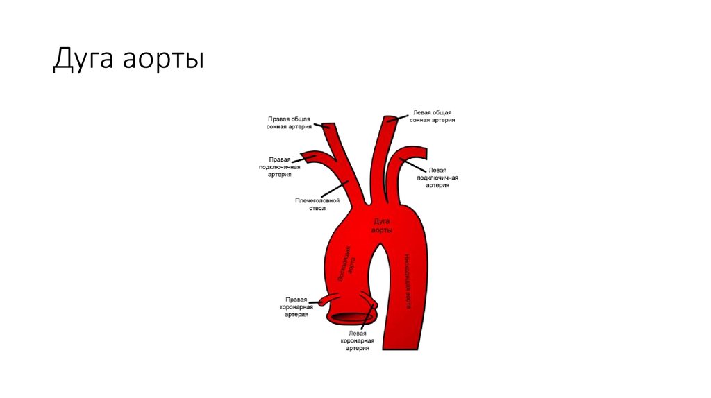 Ветви дуги аорты анатомия схема