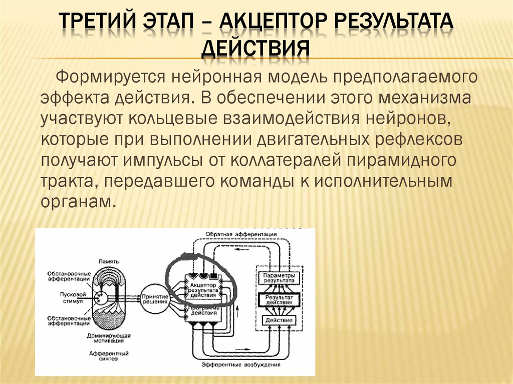 Операциональная схема фс механизм целенаправленного поведения