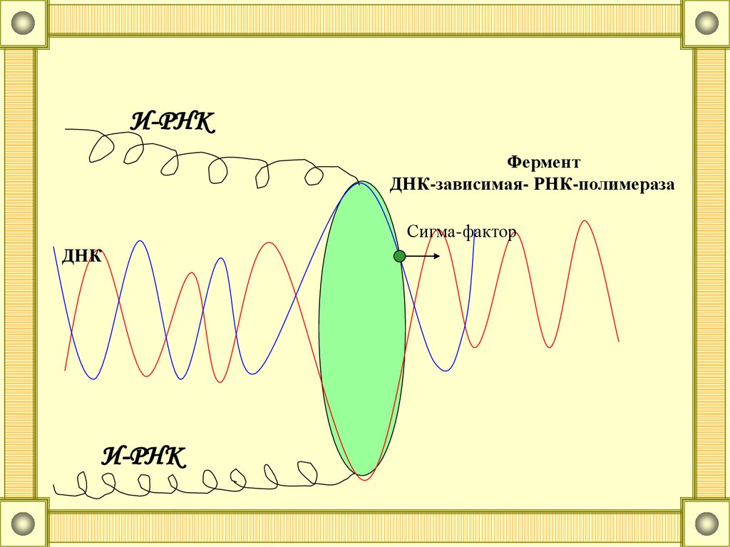 Сигма фактор. ДНК-зависимая РНК-полимераза. РНК зависимая РНК полимераза. Сигма фактор РНК.