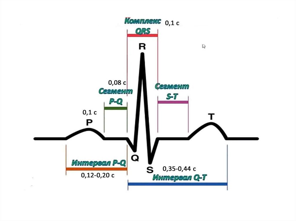 Комплекс экг. ЭКГ зубцы интервалы сегменты. Электрокардиограмма с зубцами сегментами. Нормальная ЭКГ зубцы сегменты интервалы. ЭКГ С обозначением зубцов интервалов и комплексов.
