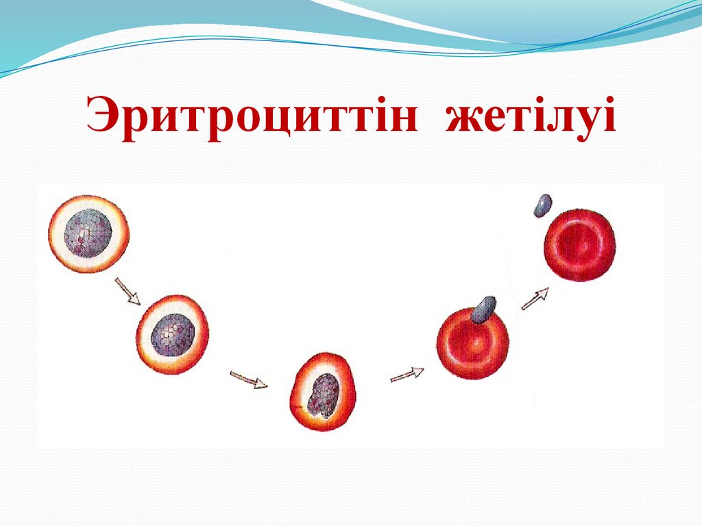 Эритроциттін жетілуі