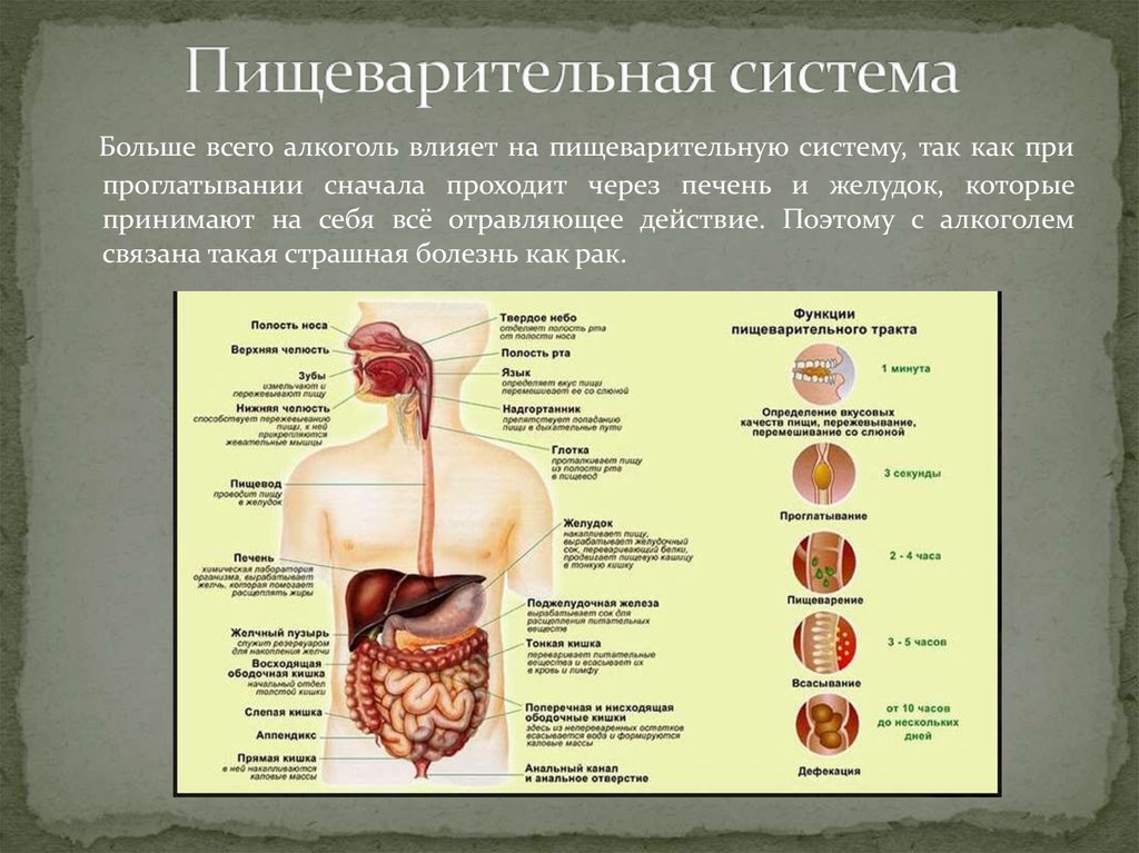 Анализы пищеварительной системы. Алкогольное поражение пищеварительной системы включает в себя. Болезни органов пищеварительной системы.