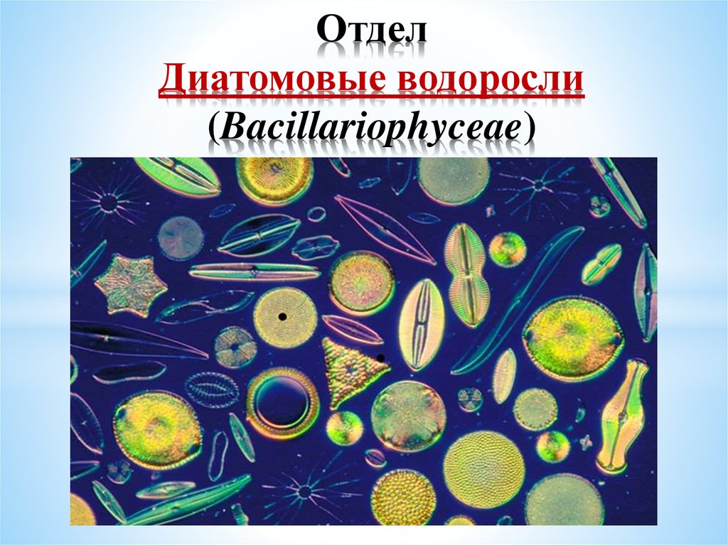 Диатомовые водоросли презентация