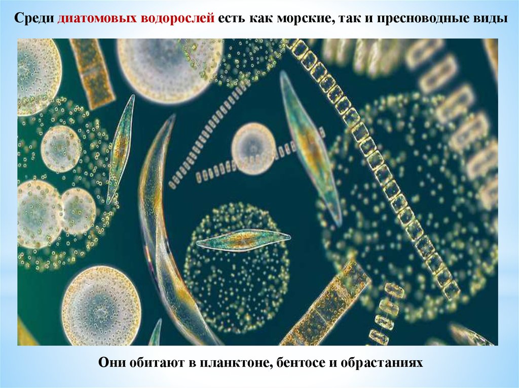 Диатомовые водоросли презентация