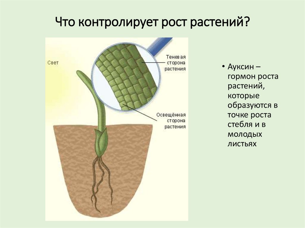 Признаки описывающие рост растения. Гормон ауксин у растений. Рост растений. Рас рост. Гормоны роста растений.