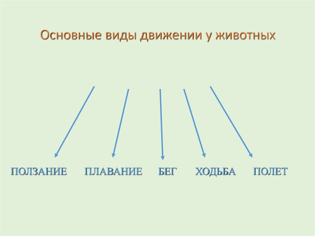 8 видов движения. Типы передвижения животных. Способы передвижения животных таблица. Движение животных схема. Движение животных таблица.