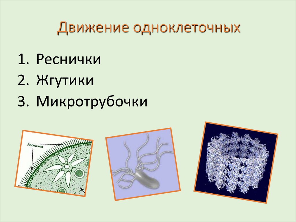 Движение организмов 6 класс презентация