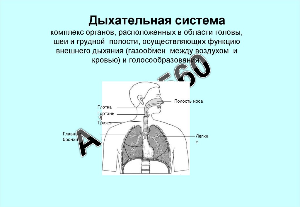 Комплекс органов