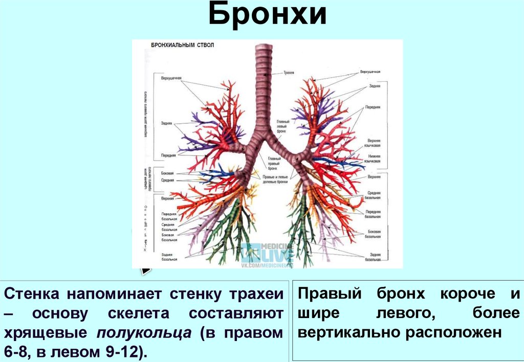 Где находятся бронхи