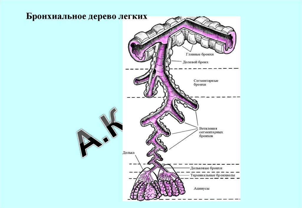 Строение бронхиального дерева