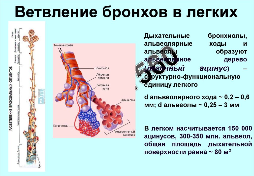 Бронхи где находятся у человека показать фото с названиями и описанием