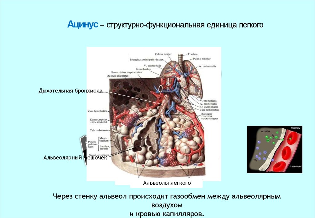 Структурно функциональные единицы системы. Структурно функциональная единица легкого ацинус. Структурно функциональная единица легкого схема. Ацинус – структурная функциональная единица легких. Ацинус это структурно-функциональная единица.