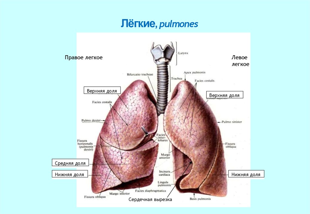 Левое легкое меньше правого. Pulmones. Pulmones Anatomy. Pulmonis segmentalis. Margo anterior pulmonis.