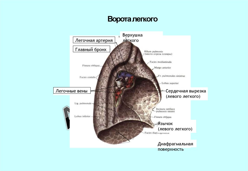 Ворота легких находятся