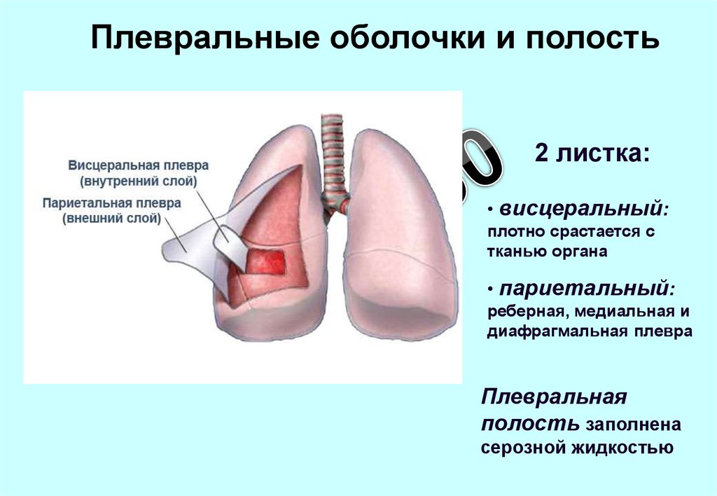 Плевра расположена