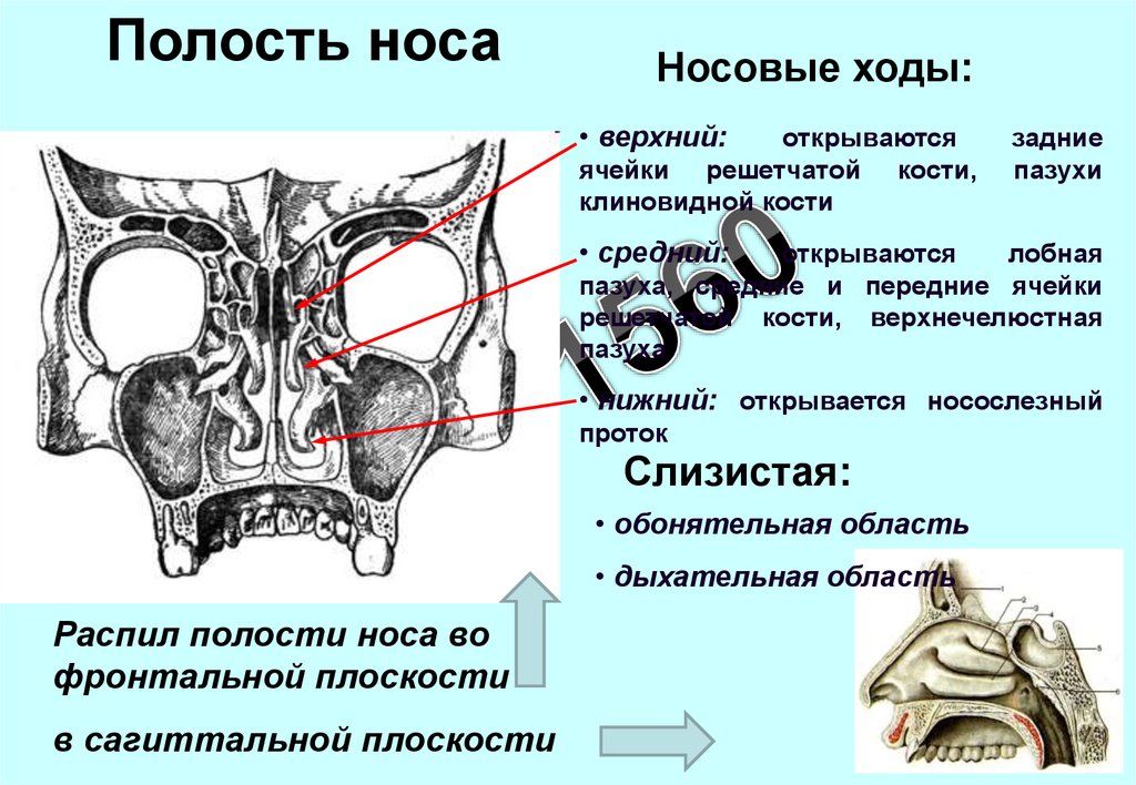 Строение пазух носа человека схема с описанием