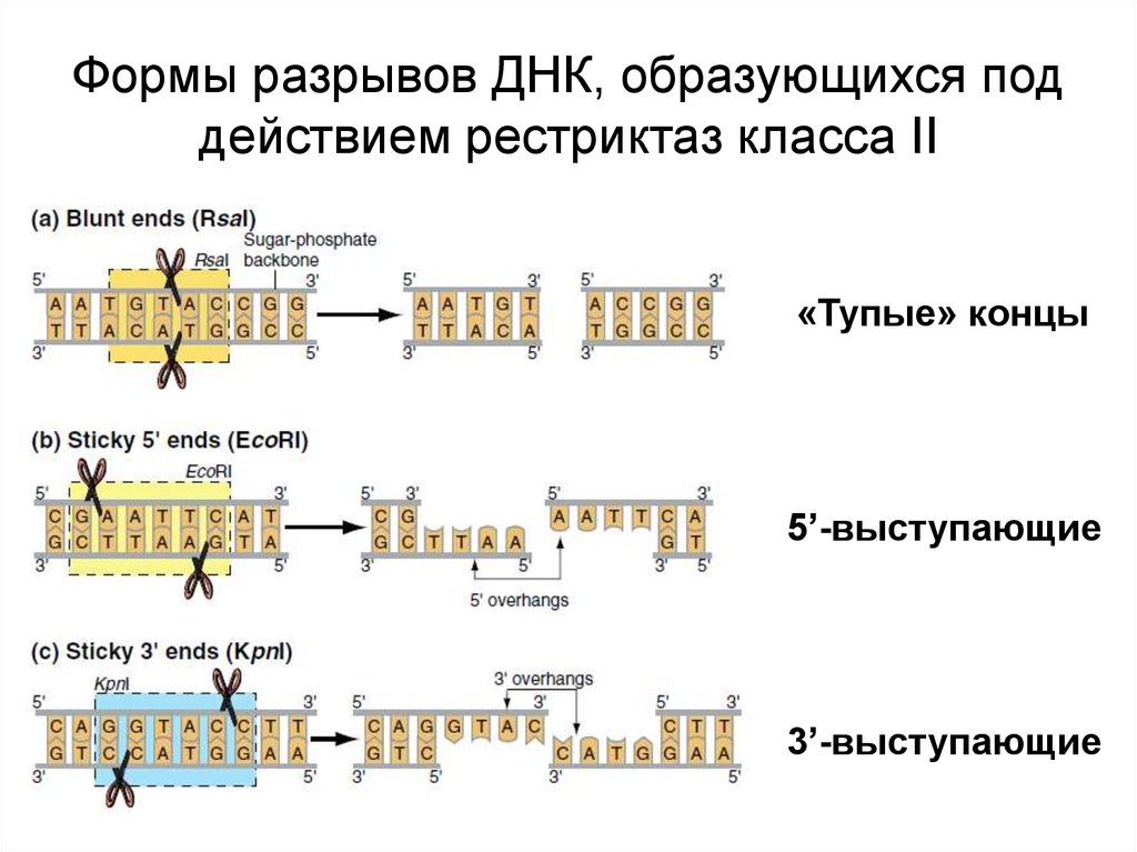 Разрыв цепи днк. Рестрикция ДНК схема. Схема действия рестриктаз. Механизм действия рестриктаз. Рестриктазы 3 типа.